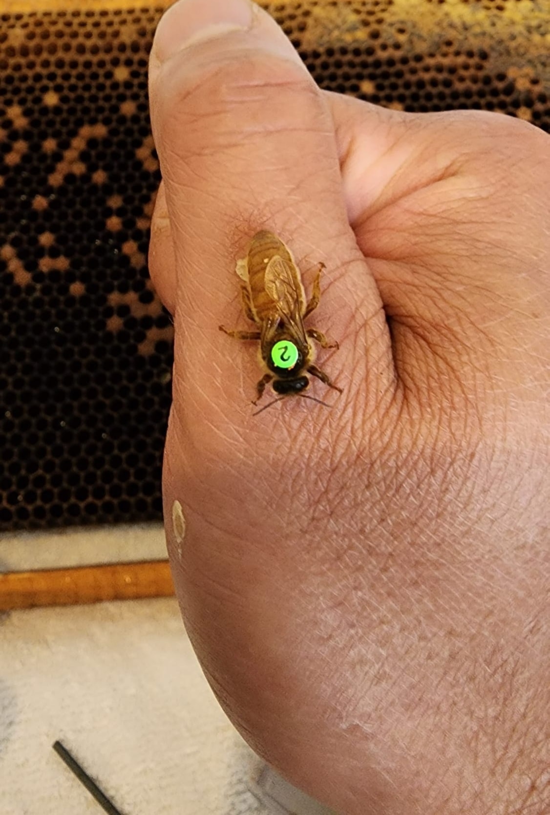 Queen Bees (Seasonal)