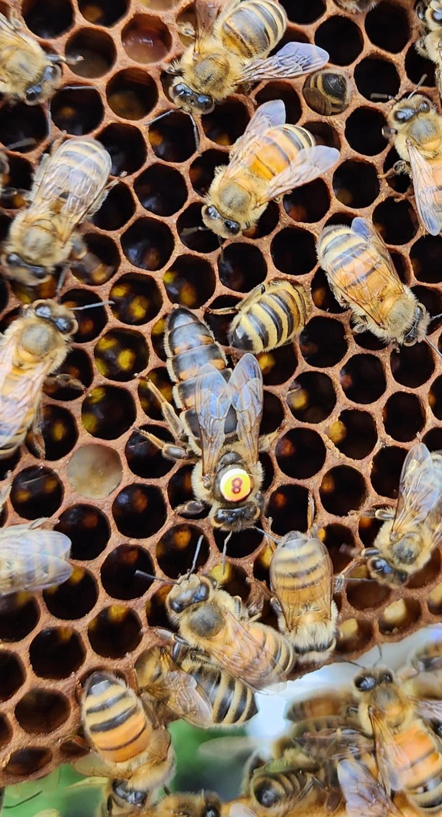 Caucasian Queen Bee
