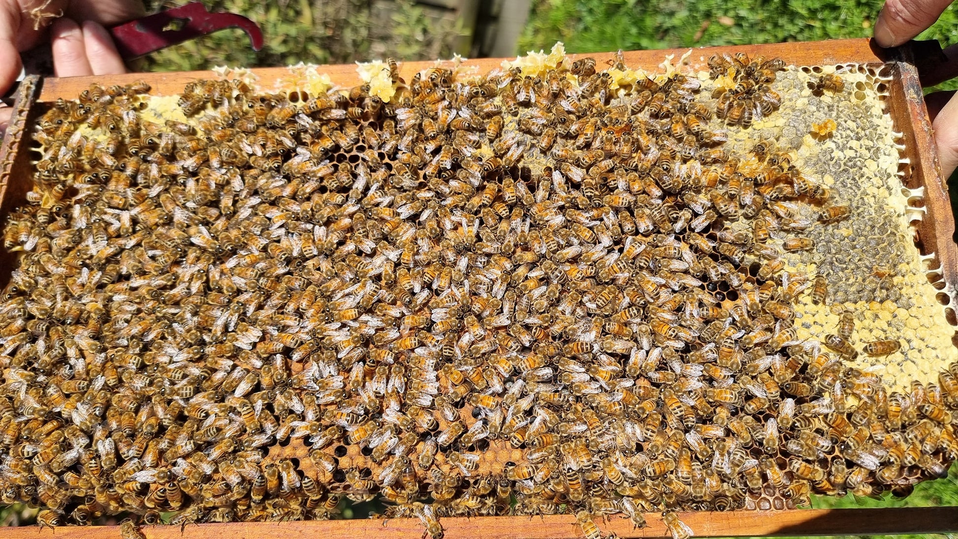 5-Frame beehives (NUC)