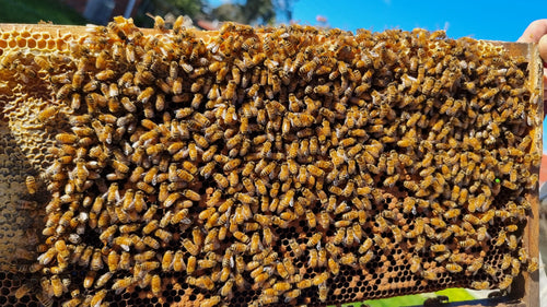 5-Frame beehives (NUC)
