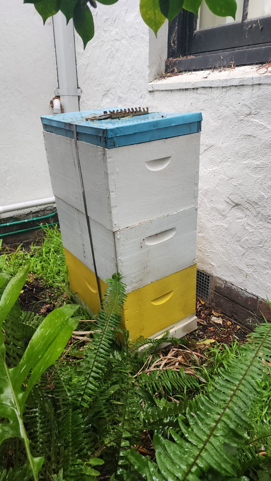 Beehive Hosting