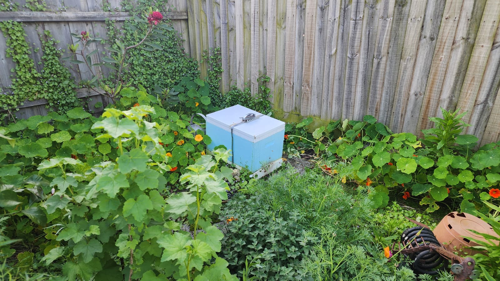 Beehive Hosting