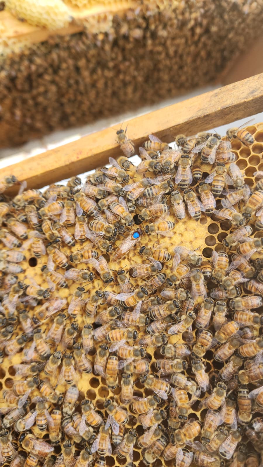 5-Frame beehives (NUC)