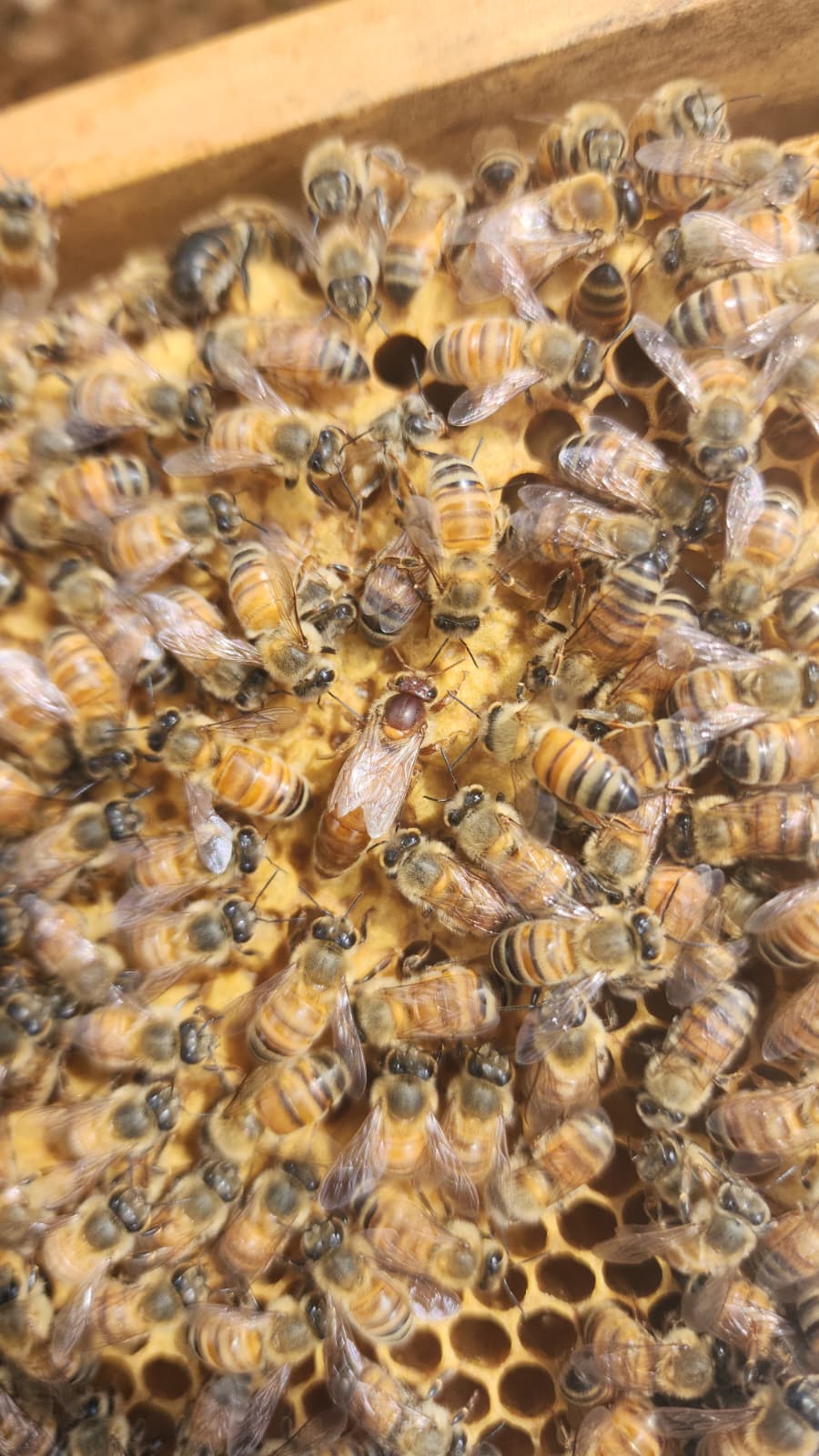 5-Frame beehives (NUC)