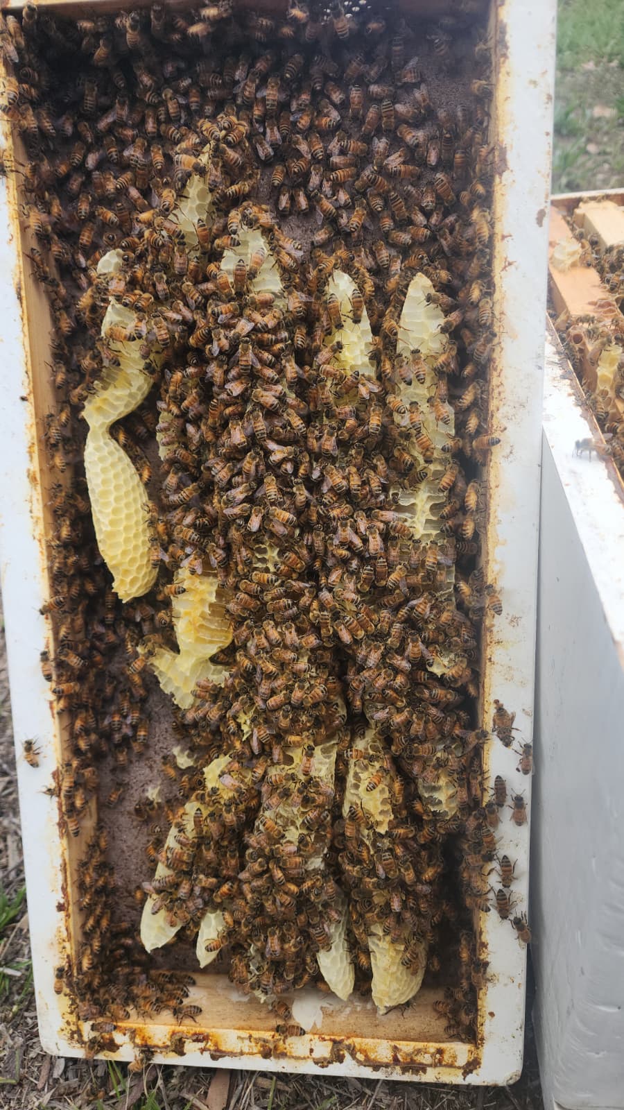5-Frame beehives (NUC)