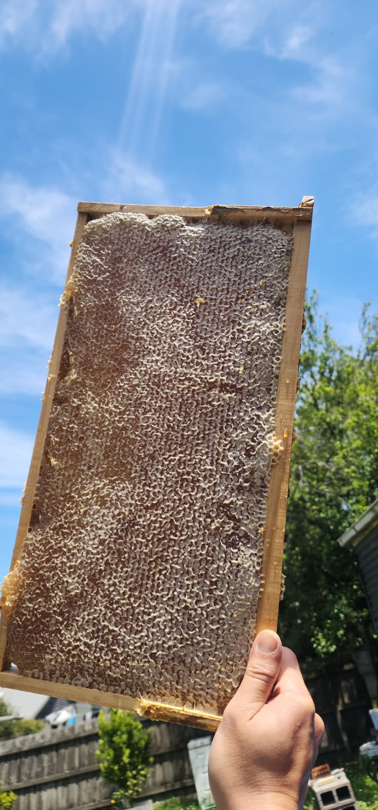 Local Ringwood Honey 1KG