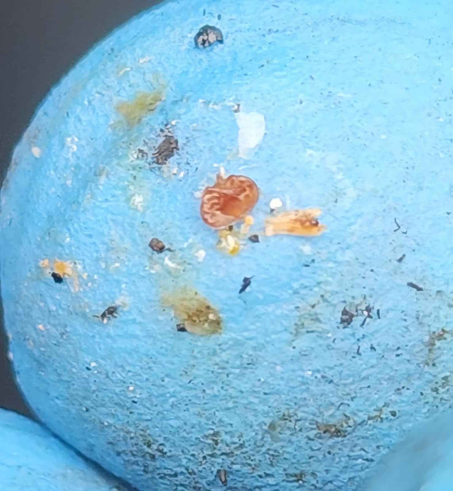 Varroa Detection Service