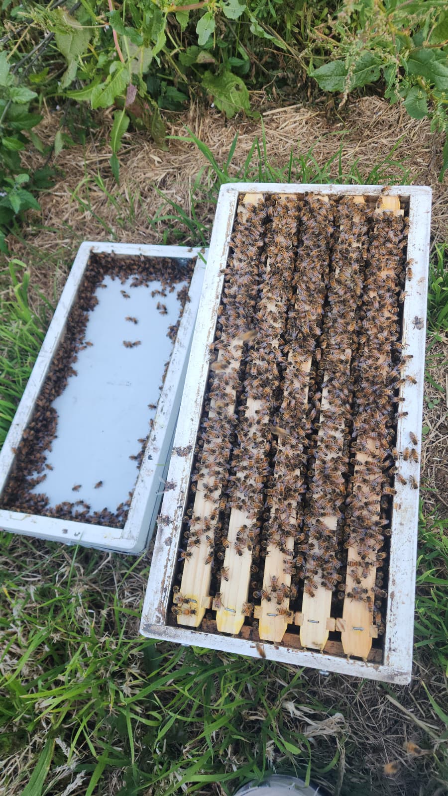 5-Frame beehives (NUC)